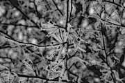 28th Jan 2020 - Ice crystals from the fog B&W