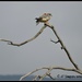 Bare Bones Kestrel... by soylentgreenpics