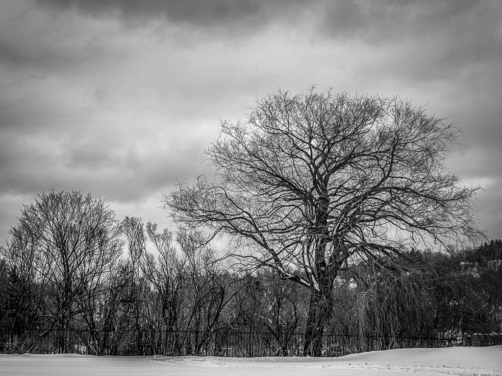 Leafless Trees in the Winter by sprphotos