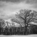 Leafless Trees in the Winter by sprphotos