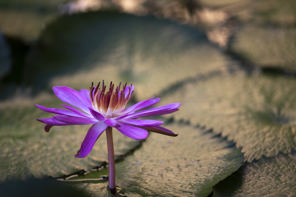 Water Lily Pond by pdulis