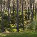 Waiuku Forest by nickspicsnz