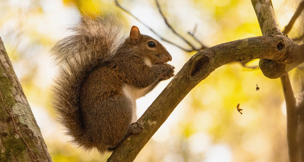 Bushy Tail Having a Snack! by rickster549