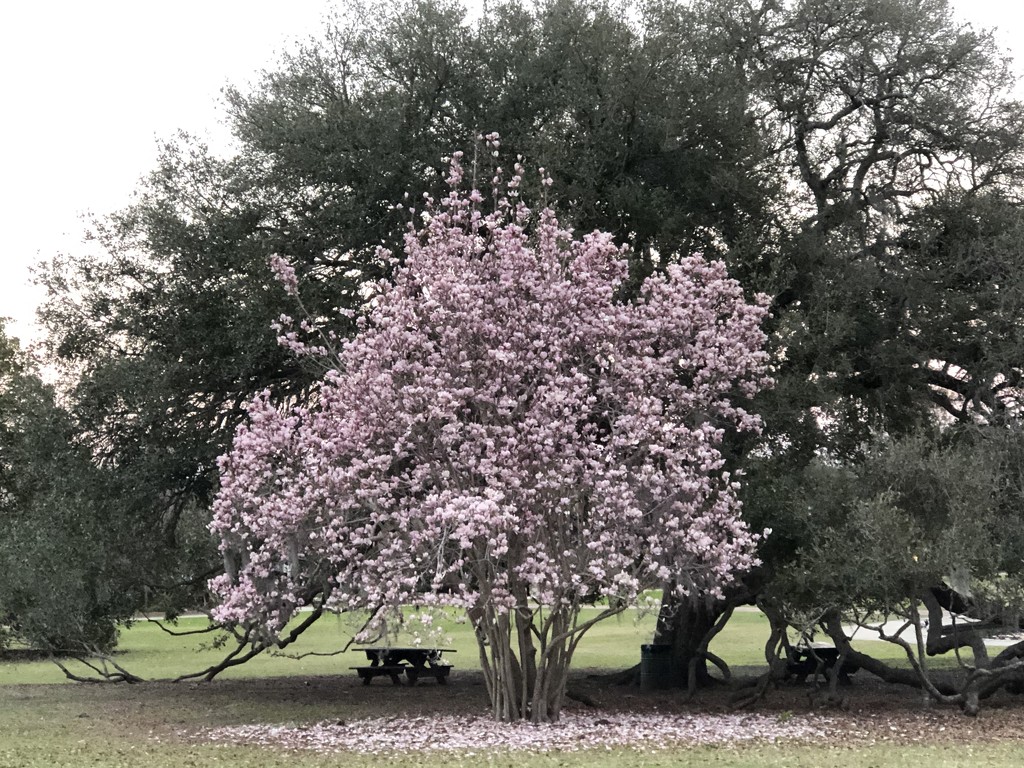 Early signs of Spring in Charleston — Japanese magnolia by congaree