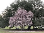 29th Jan 2020 - Early signs of Spring in Charleston — Japanese magnolia