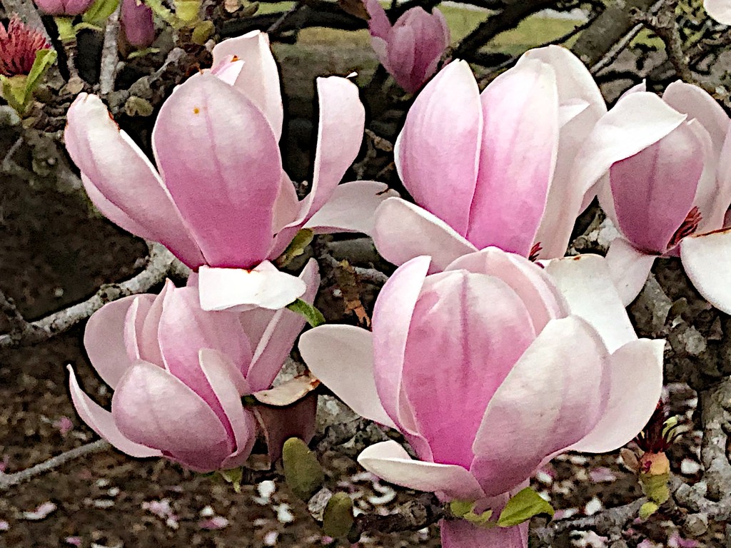 Japanese magnolia in bloom — early signs of Spring in Charleston by congaree