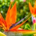 Bird of Paradise by redy4et