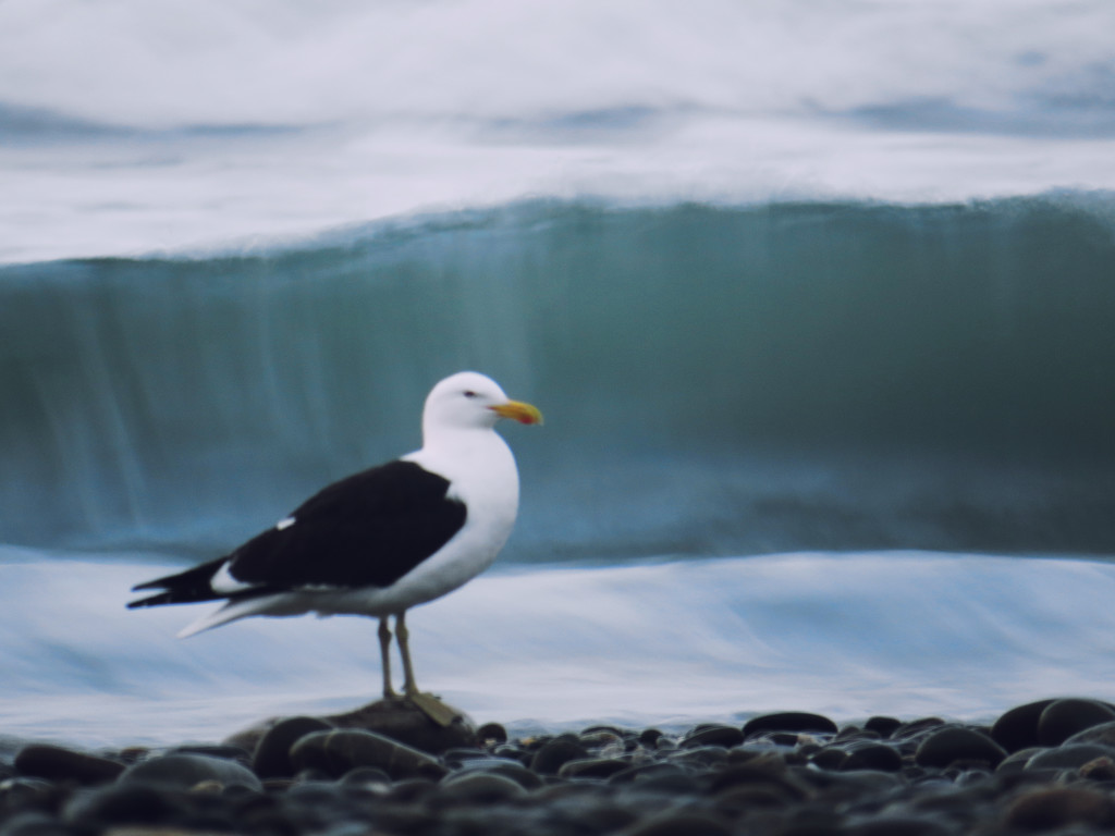 seagull  by kali66