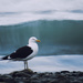 seagull  by kali66