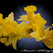 Daffodils  by stuart46