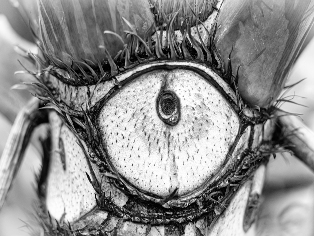 A tree eye by haskar