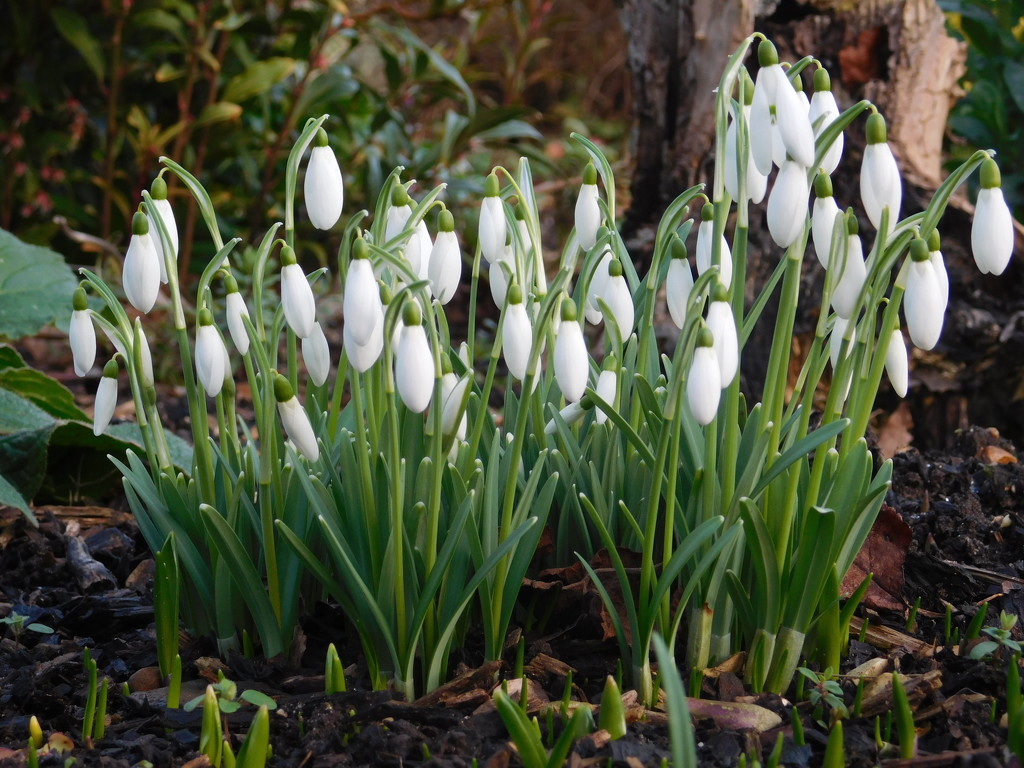 Beautiful snow drops by 365anne