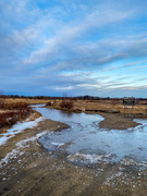 28th Jan 2020 - Winter at the blueberry plains