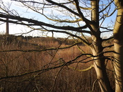 27th Jan 2020 - Trees in the Sunshine