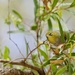 A Little Silvereye Came To Visit P1280272 by merrelyn