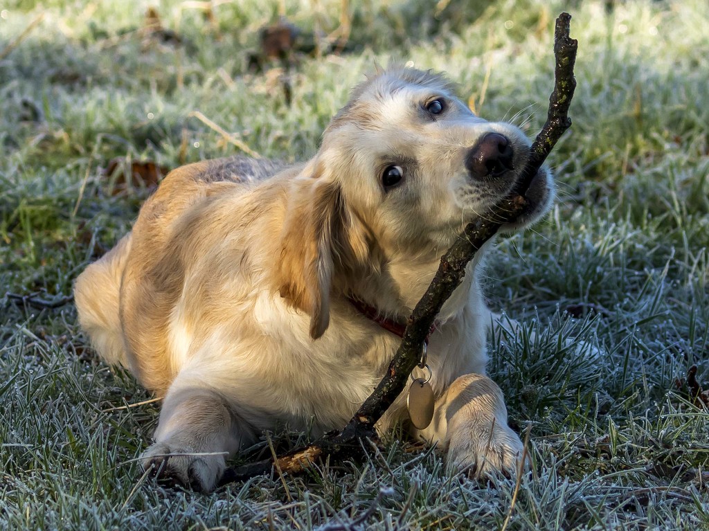 Ellie discovers sticks! by shepherdmanswife