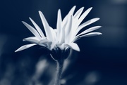 29th Jan 2020 - blued daisy