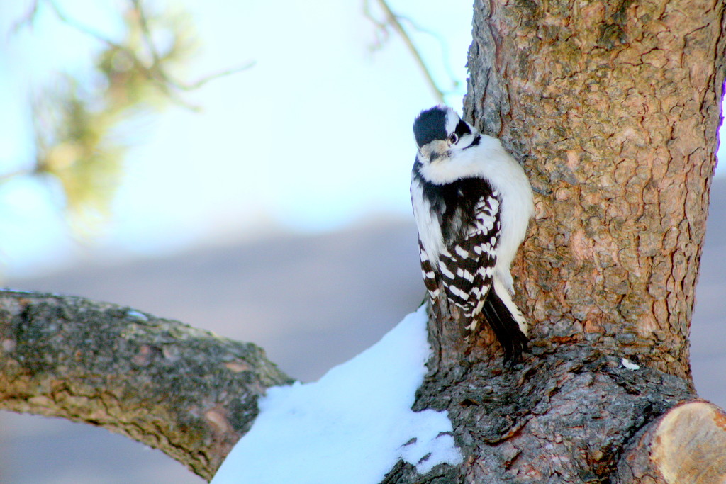 A little woodpecker by bruni
