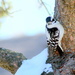 A little woodpecker by bruni