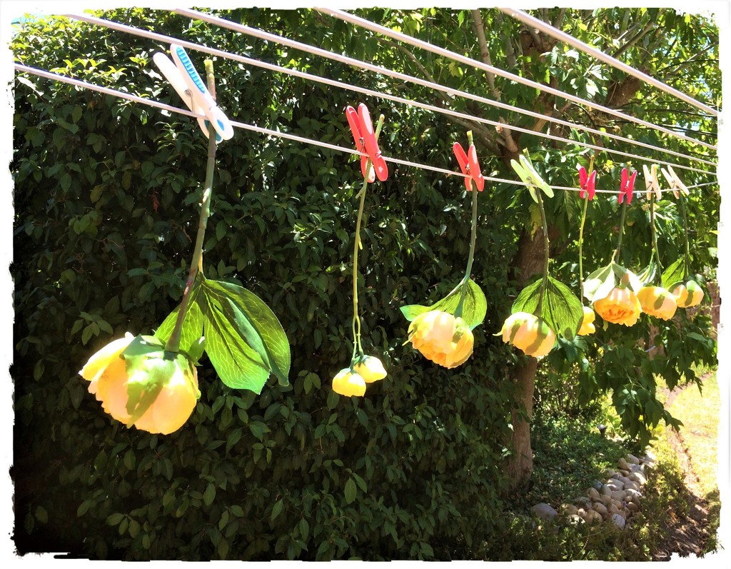 Hanging out the flowers to dry by lmsa