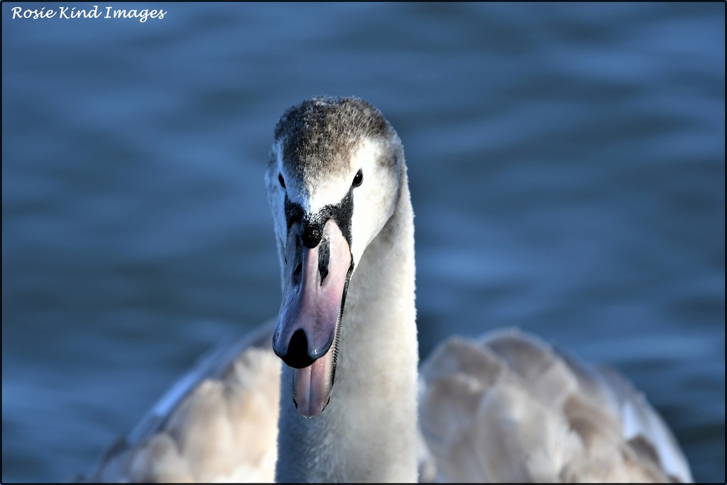 Hissing swan by rosiekind