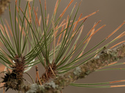 29th Jan 2020 - pine needles