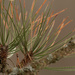 pine needles by rminer