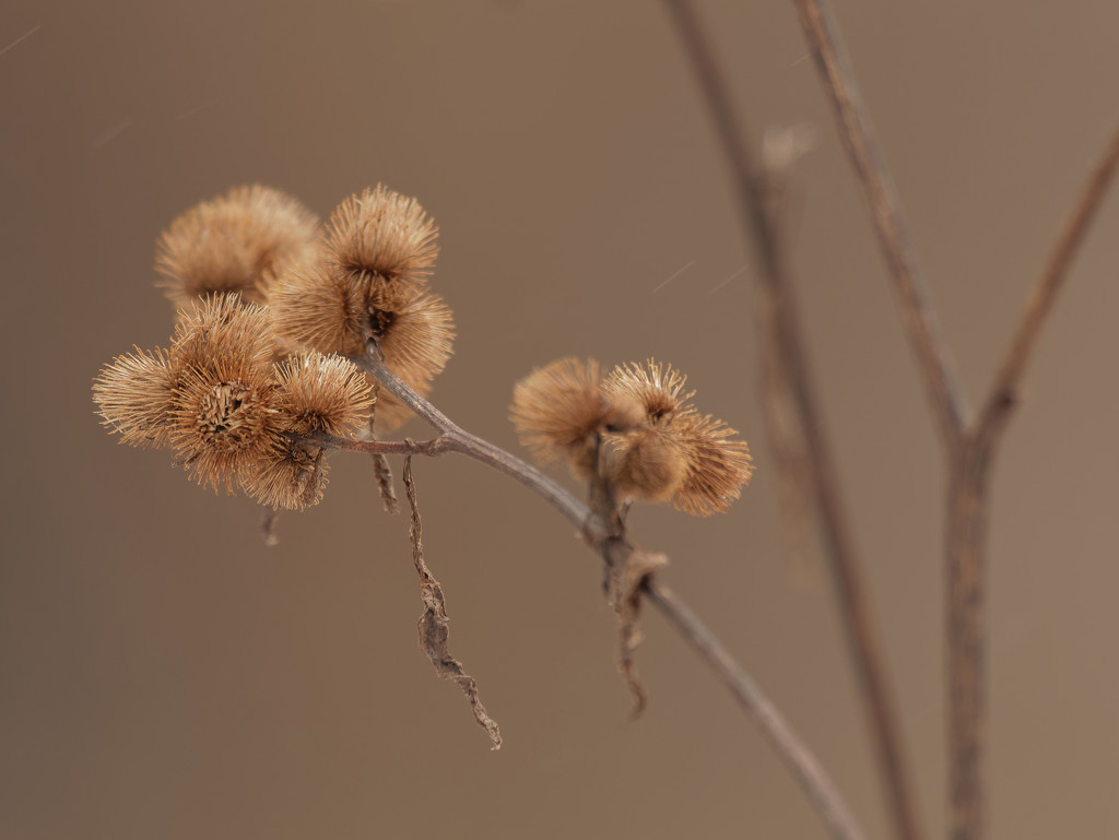 burrs by rminer