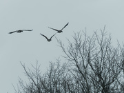29th Jan 2020 - geese and trees