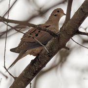 29th Jan 2020 - mourning dove