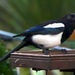 Magpie  by tonygig