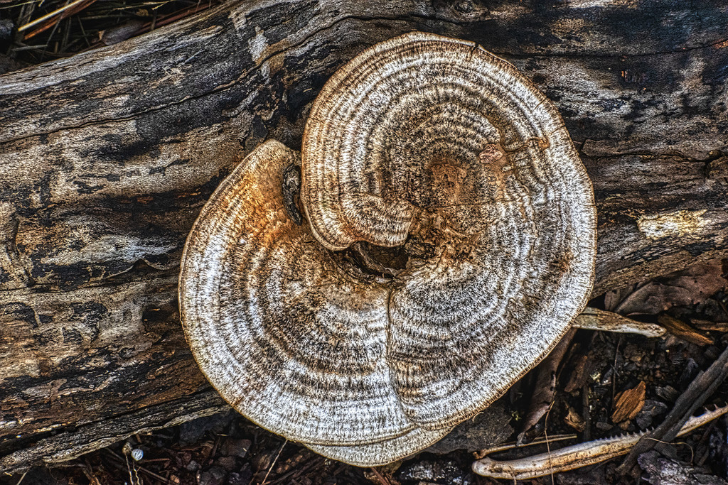 Tree fungus by k9photo