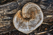 29th Jan 2020 - Tree fungus