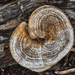 Tree fungus by k9photo