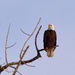 Bow River bald eagle by mjalkotzy