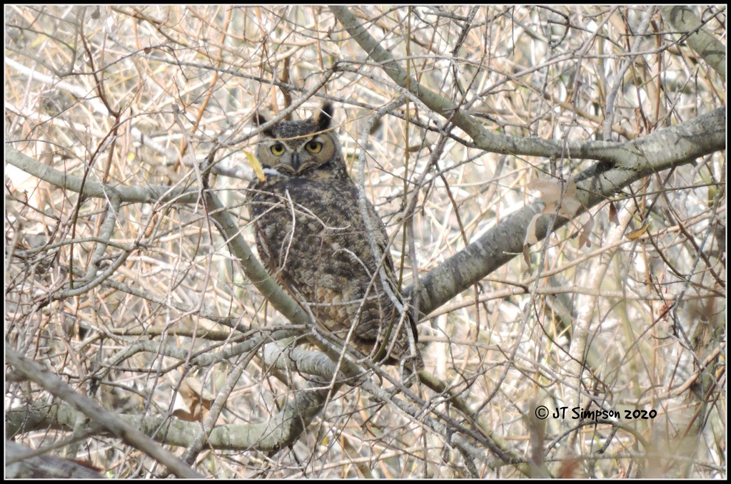 Great Scott! It's a great Horned Owl! by soylentgreenpics