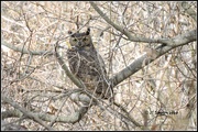 29th Jan 2020 - Great Scott! It's a great Horned Owl!