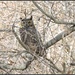 Great Scott! It's a great Horned Owl! by soylentgreenpics