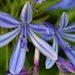 My Very Last Agapanthus Flowers ~     by happysnaps
