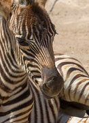 9th Sep 2019 - New Baby Zebra at Auckland Zoo