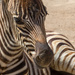 New Baby Zebra at Auckland Zoo by creative_shots