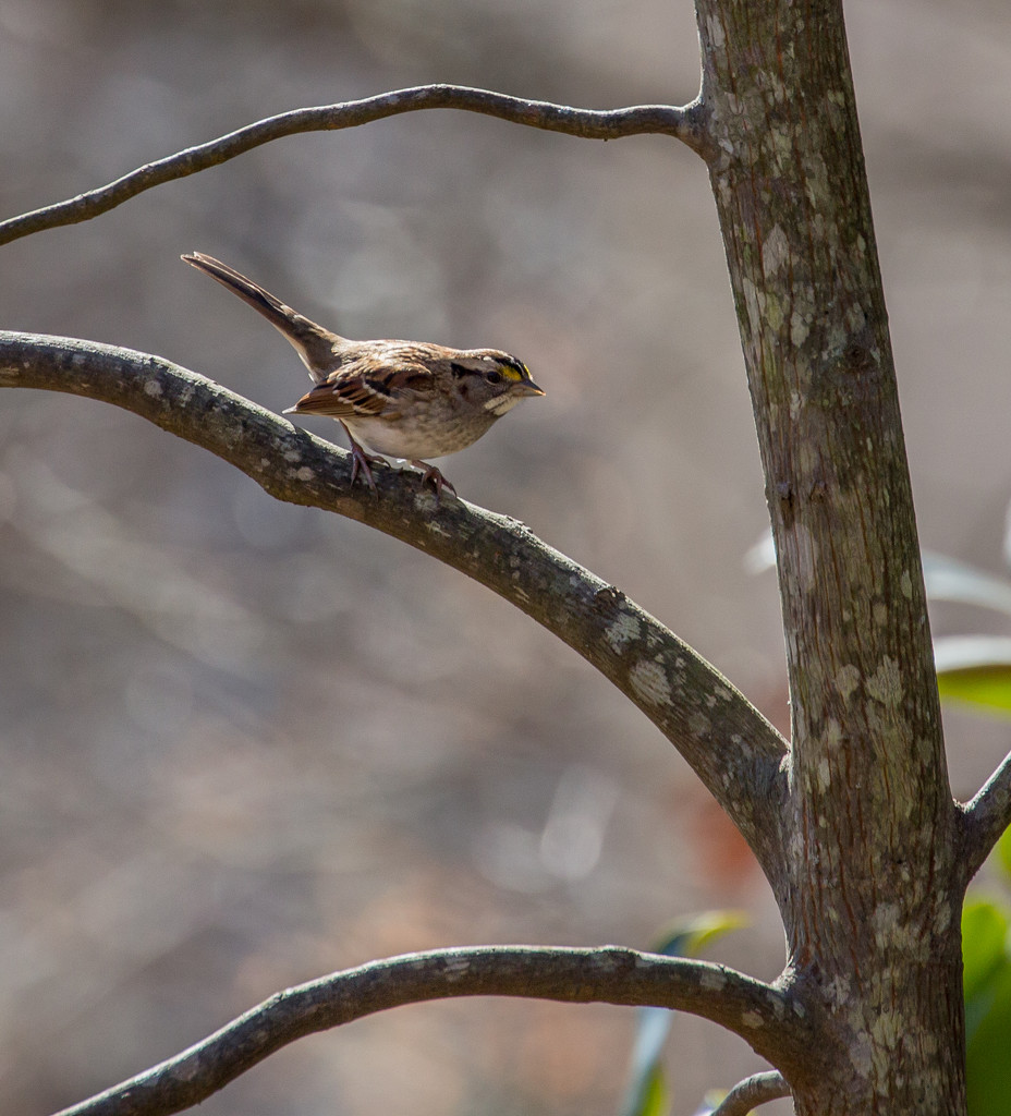 White-throated Sparrow by tara11