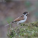 Reed Bunting by pcoulson