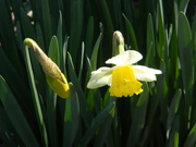 29th Jan 2020 - Daffodil Closeup