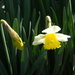 Daffodil Closeup by sfeldphotos