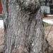Old tree by dianezelia