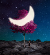 29th Jan 2020 - Purple Moon Tree