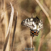 citrus swallowtail by koalagardens
