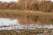 21st Jan 2020 - Gull On A Lake In A Field