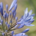 January Series - A month of Agapanthus (30) by kgolab